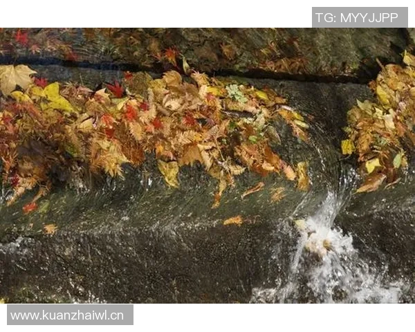 《探索四季变换下的自然奇观与人文风貌,感受季节对生活的深刻影响》 《探索四季变换下的自然奇观与人文风貌,感受季节对生活的深刻影响》
